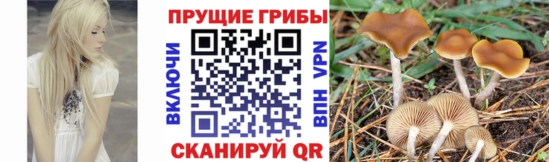 kraken ССЫЛКА  Тихвин  Псилоцибиновые грибы Magic Shrooms 